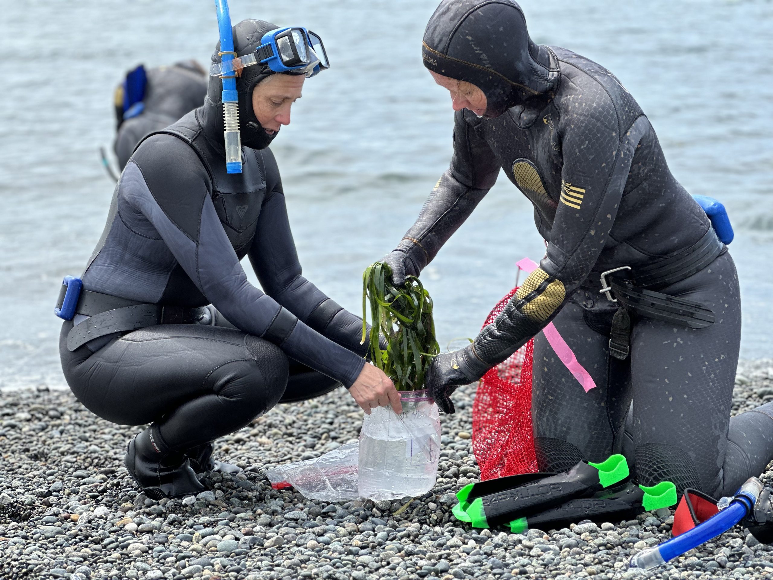 San Juan County, Eelgrass Health Assessment and Conservation Project, WA (2024)
