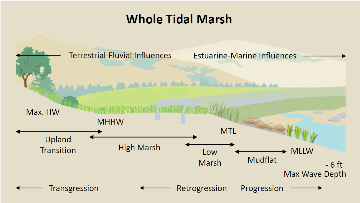 Evolution of Estuary Restoration along the U.S. West Coast